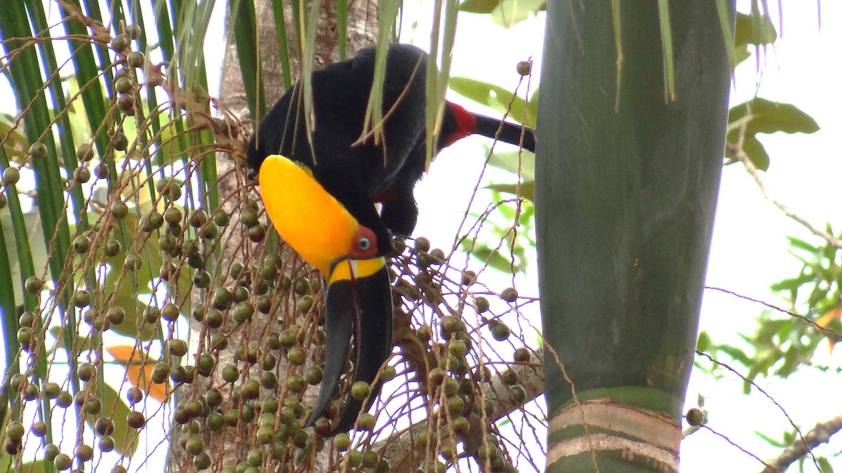 Channel-billed Toucan - ML646346778