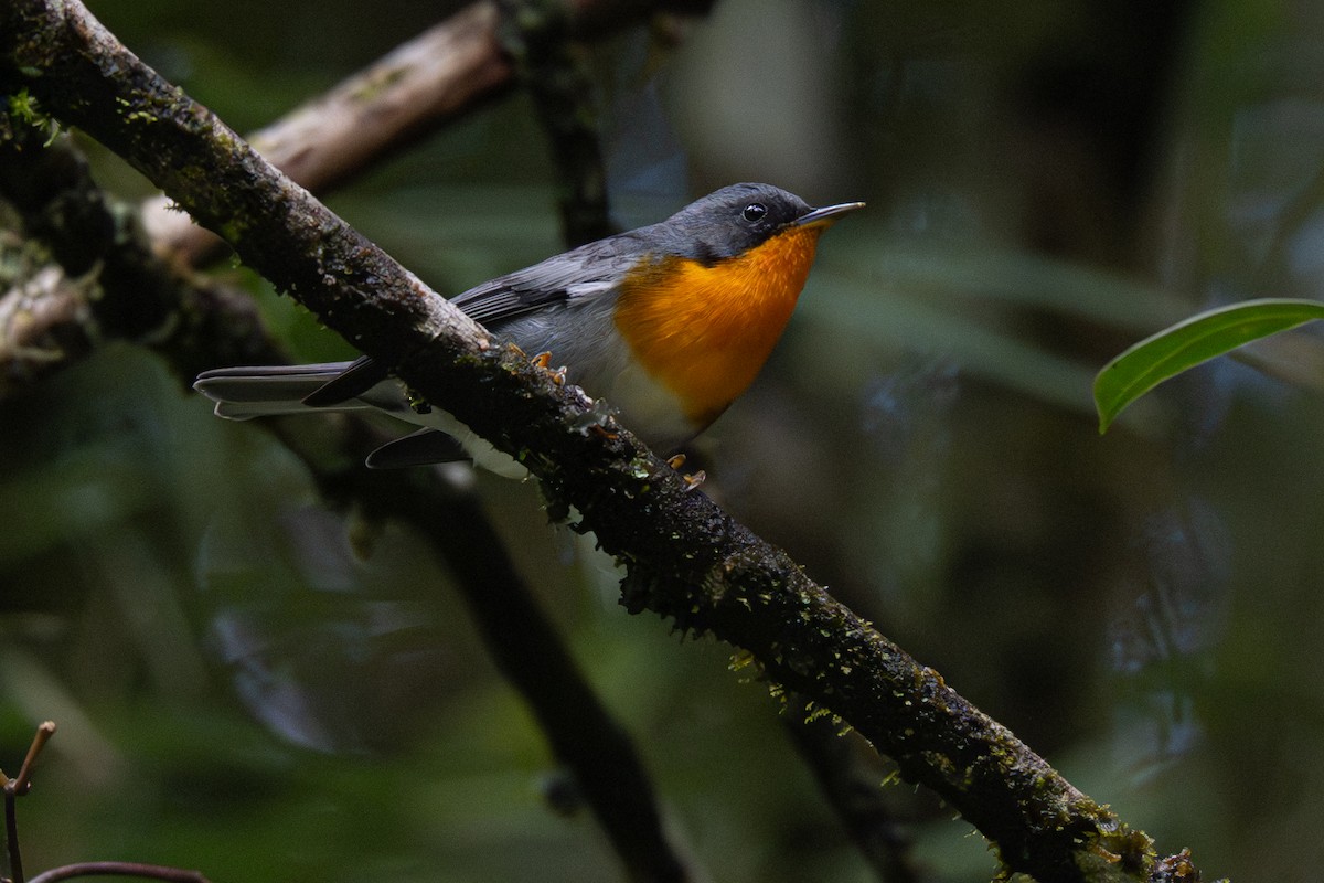Flame-throated Warbler - ML646346779
