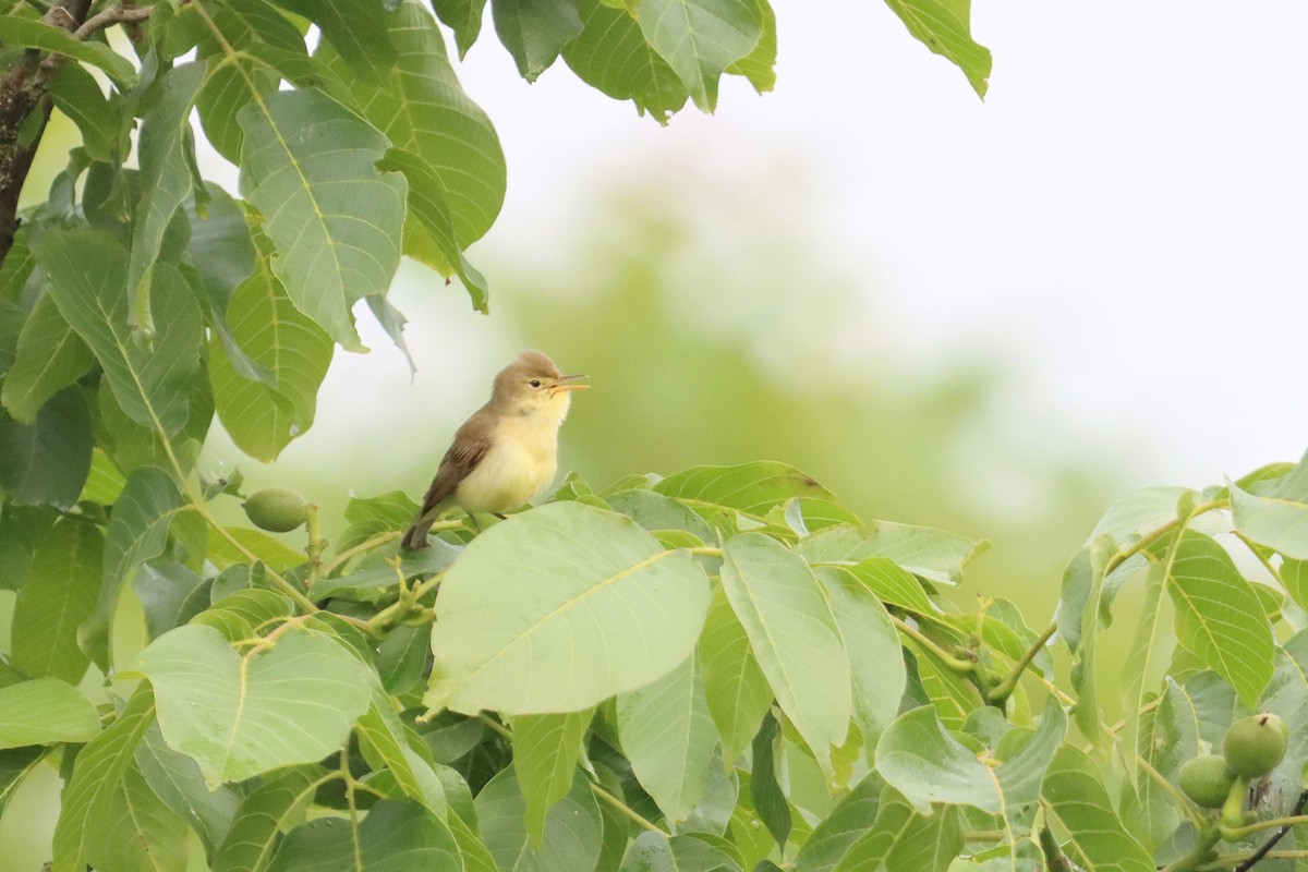 Melodious Warbler - ML646346784