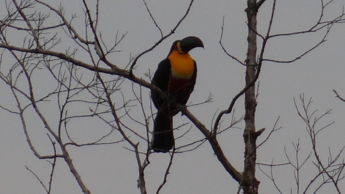 Channel-billed Toucan - ML646346785