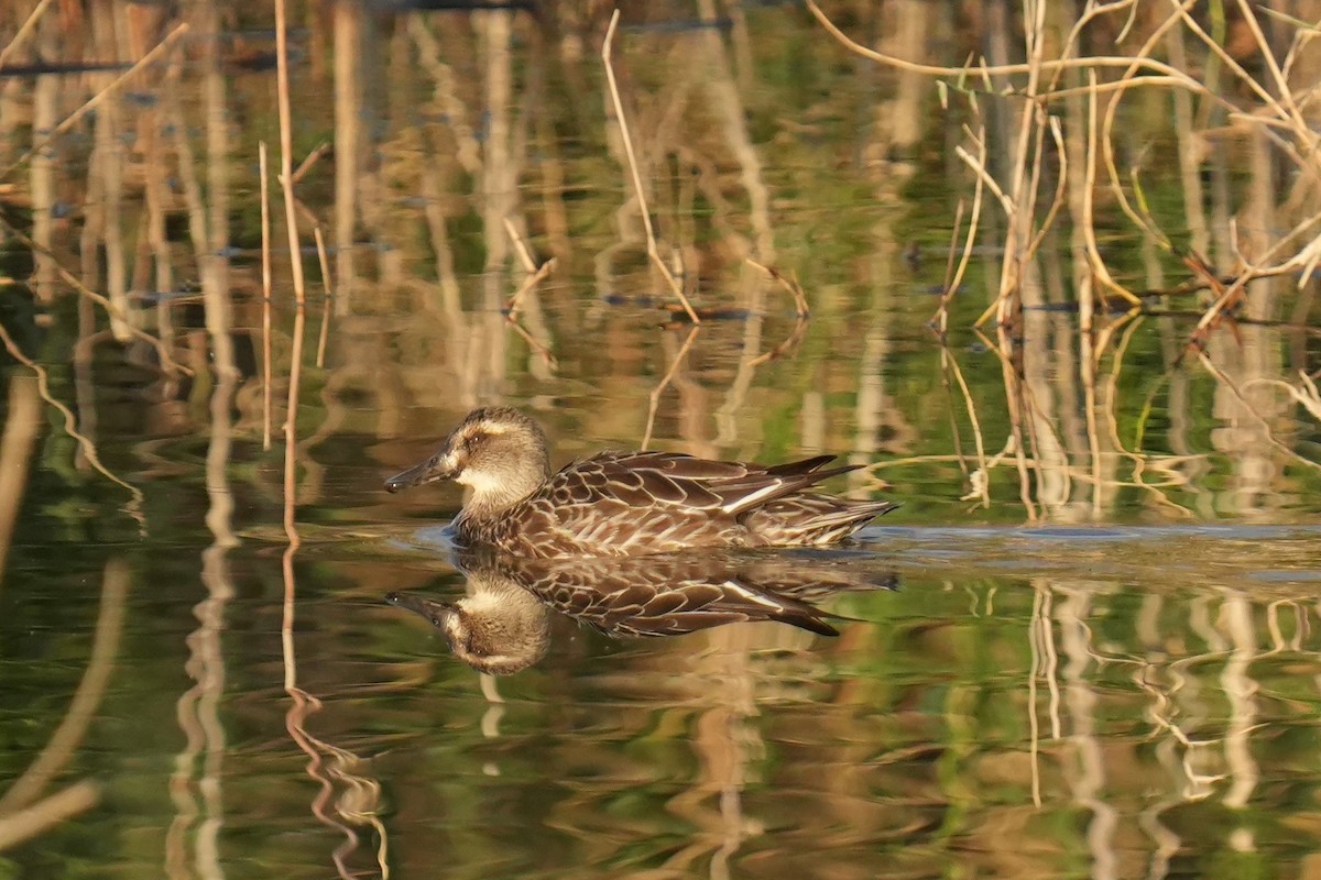 Garganey - ML646346786