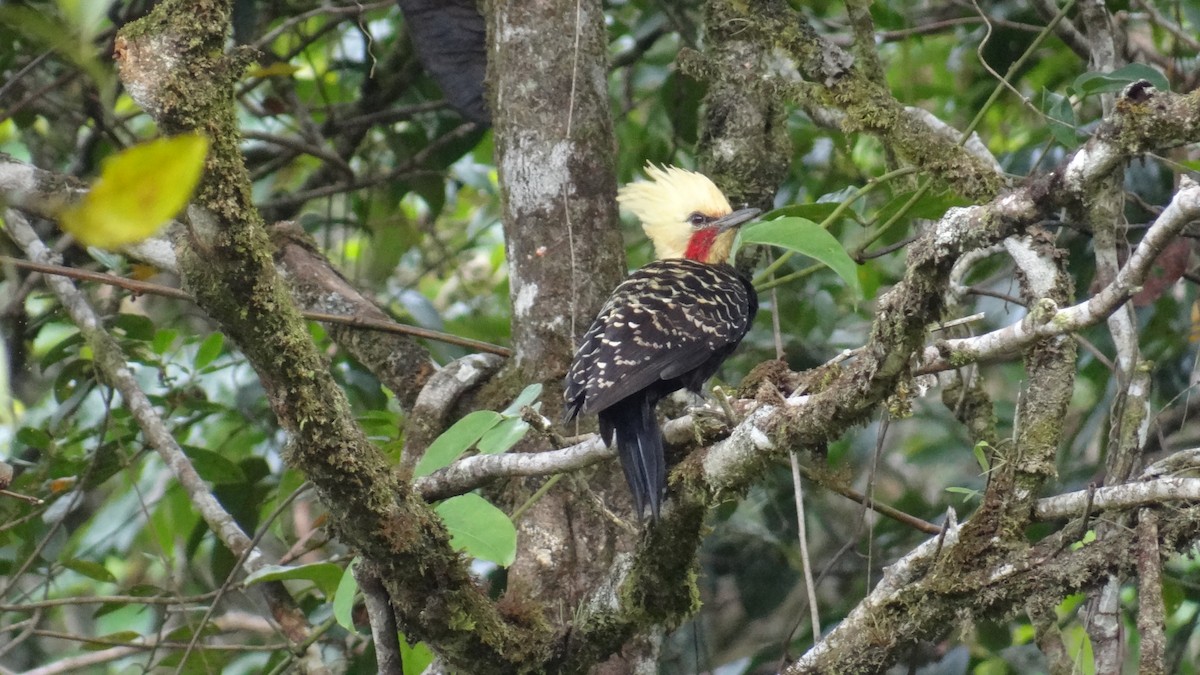 Blond-crested Woodpecker - ML646346792