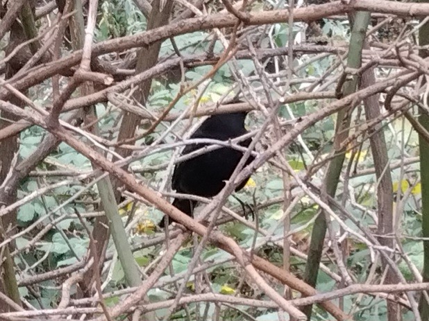 Eurasian Blackbird - ML646346795