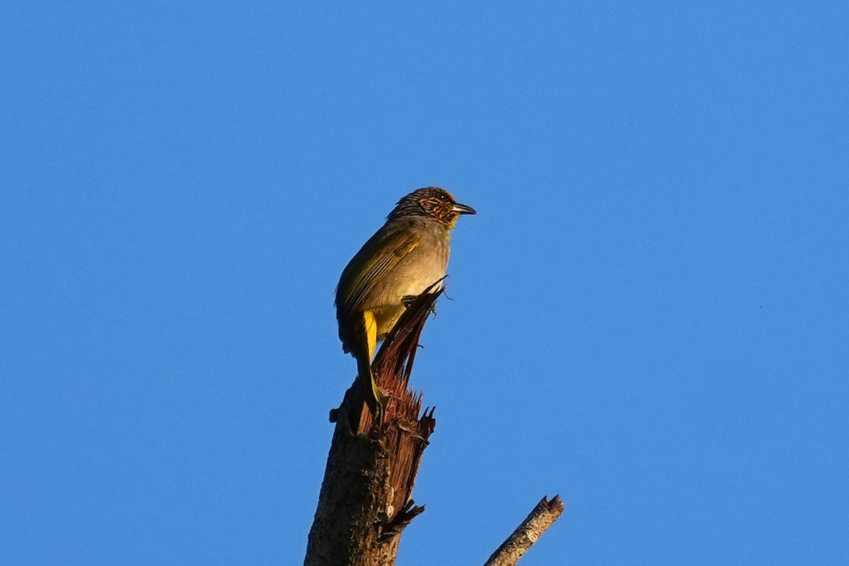 Stripe-throated Bulbul - ML646346796