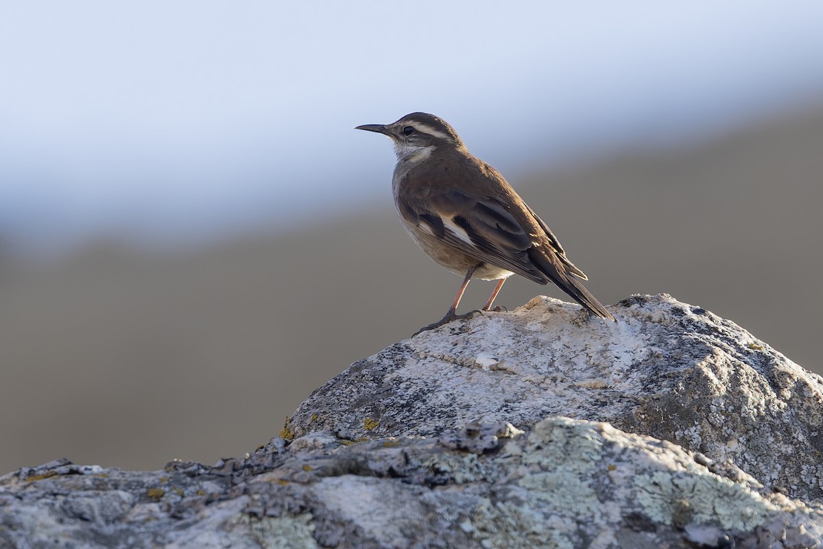 White-winged Cinclodes - ML646346797