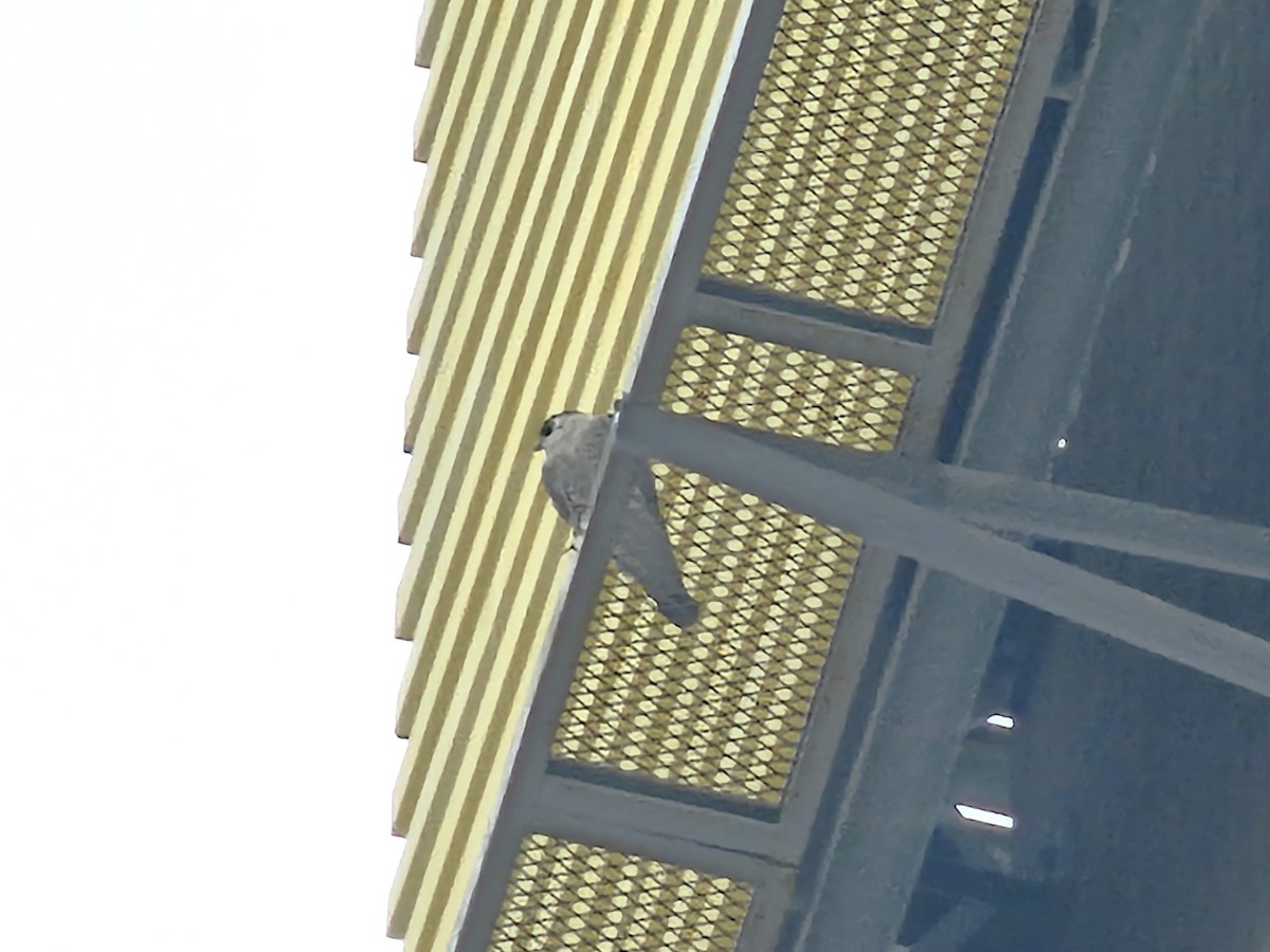 Peregrine Falcon - ML646346798