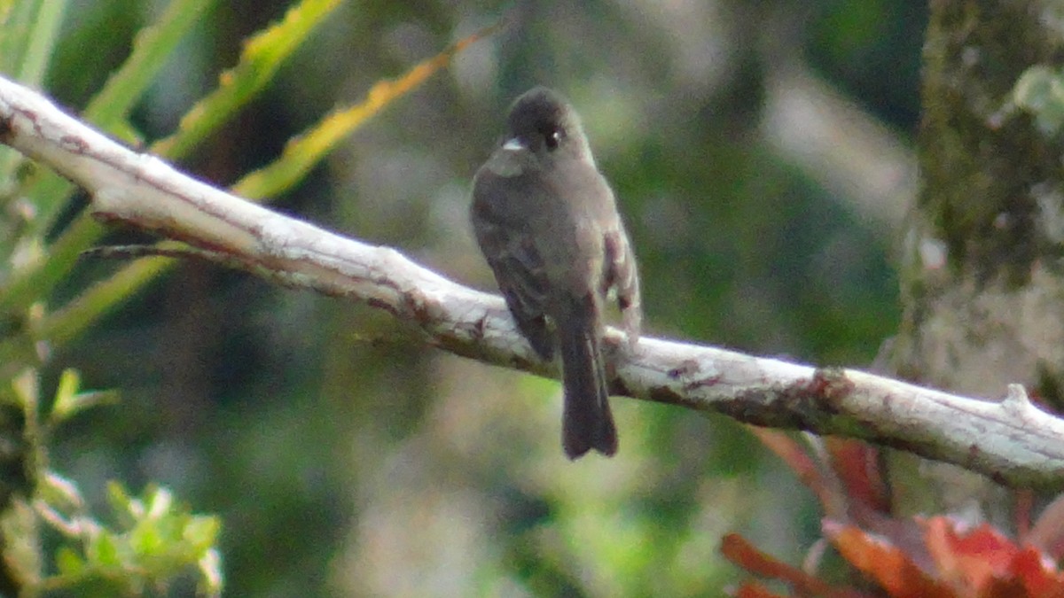 Southern Tropical Pewee - ML646346799