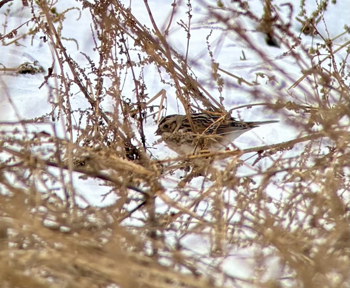 Lapland Longspur - ML646346800