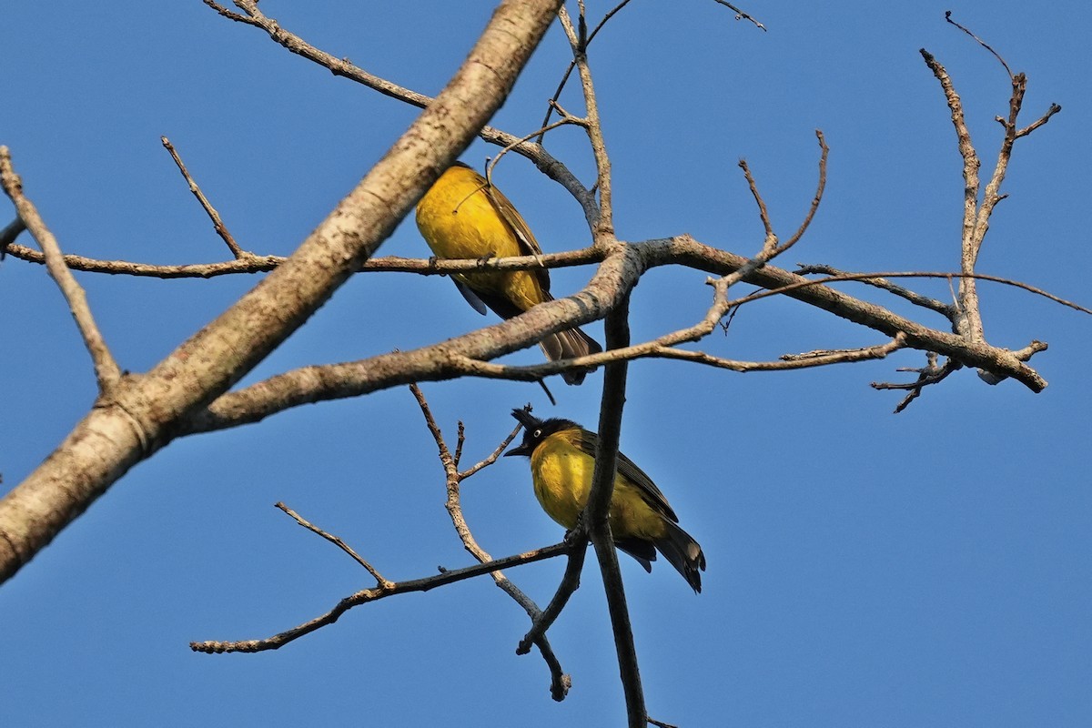Black-crested Bulbul - ML646346801