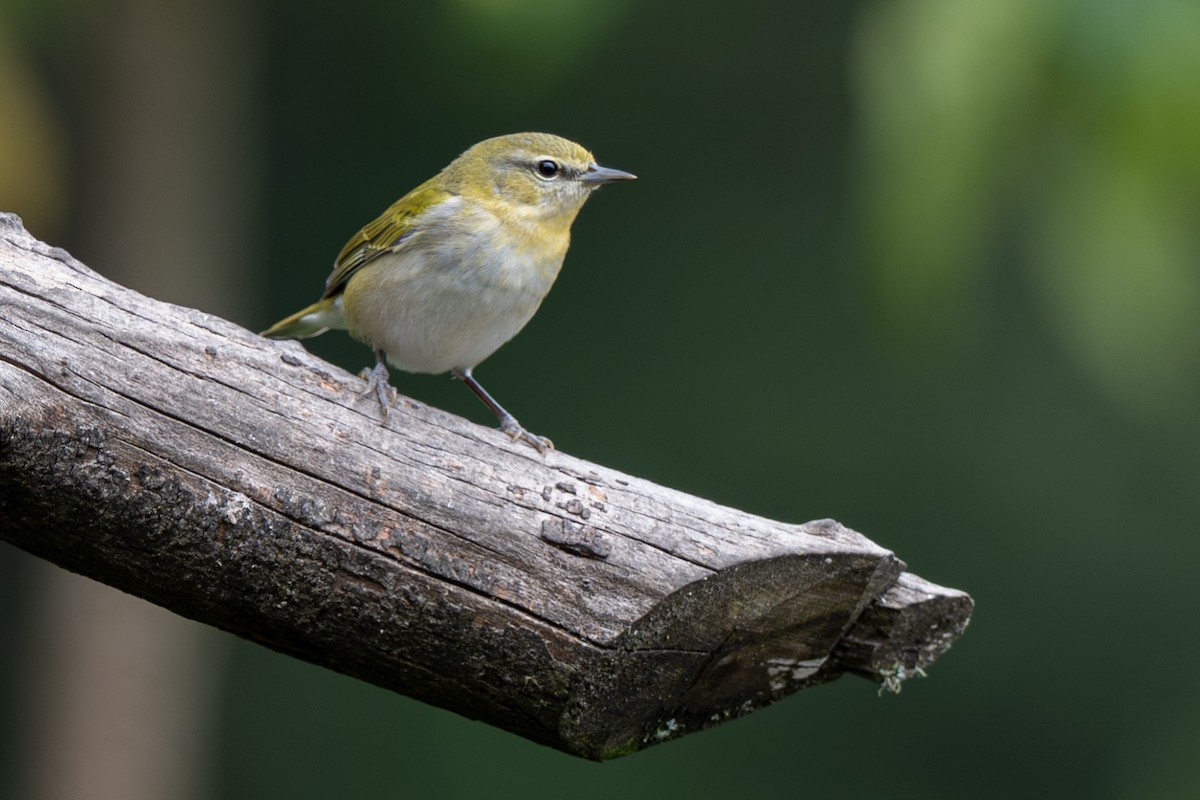 Tennessee Warbler - ML646346802