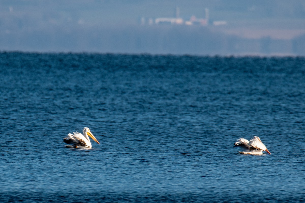 American White Pelican - ML646346803