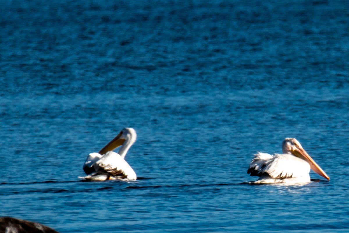 American White Pelican - ML646346804