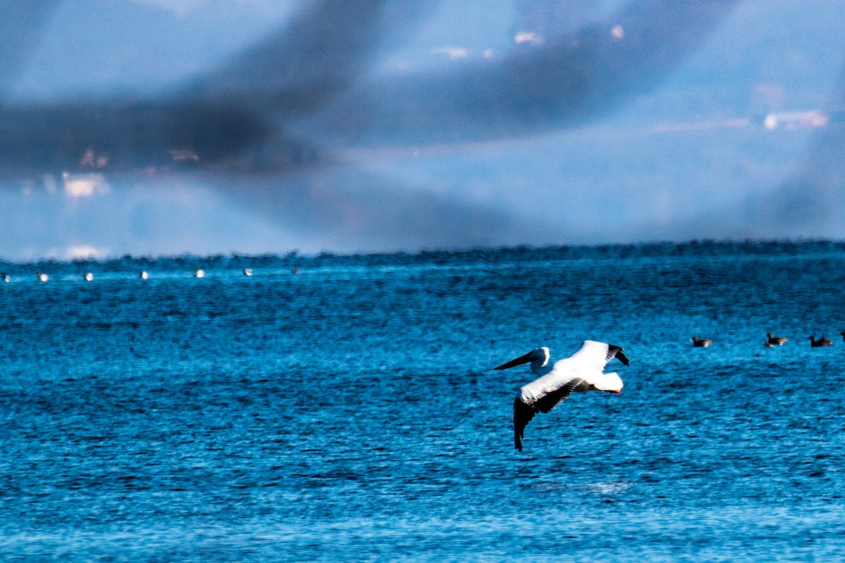 American White Pelican - ML646346805