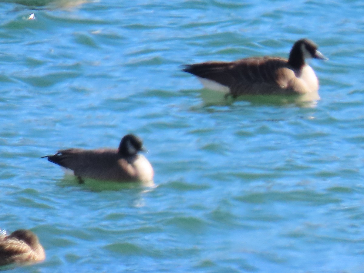 Branta kanadar txikia - ML646346806