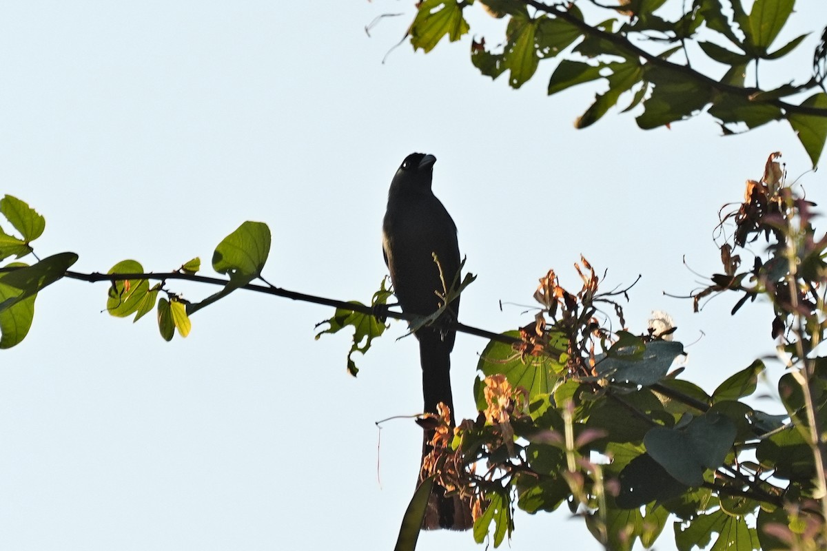 Racket-tailed Treepie - ML646346807