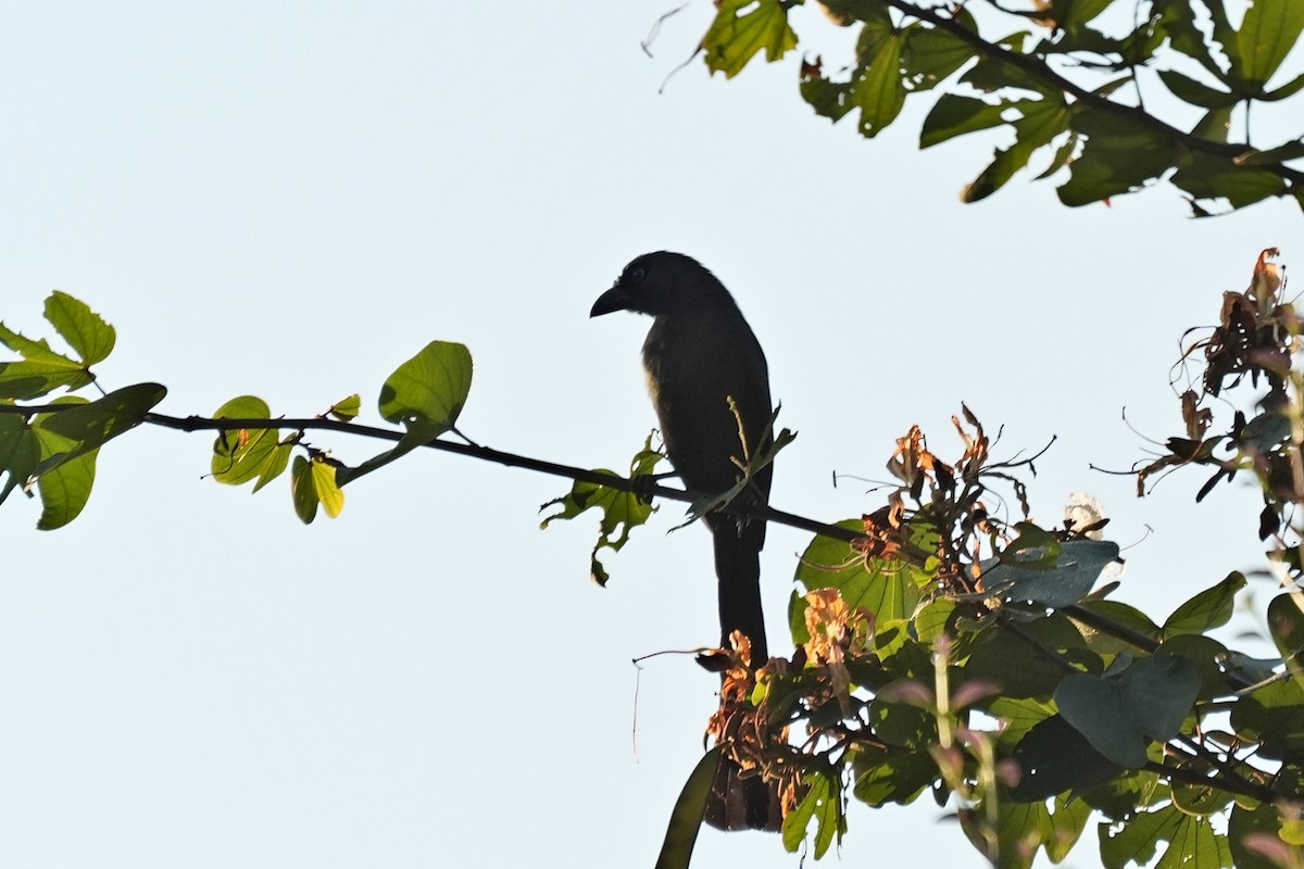 Racket-tailed Treepie - ML646346808