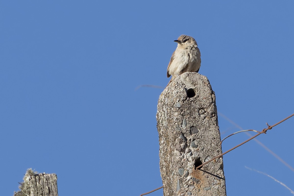 Streak-fronted Thornbird - ML646346809