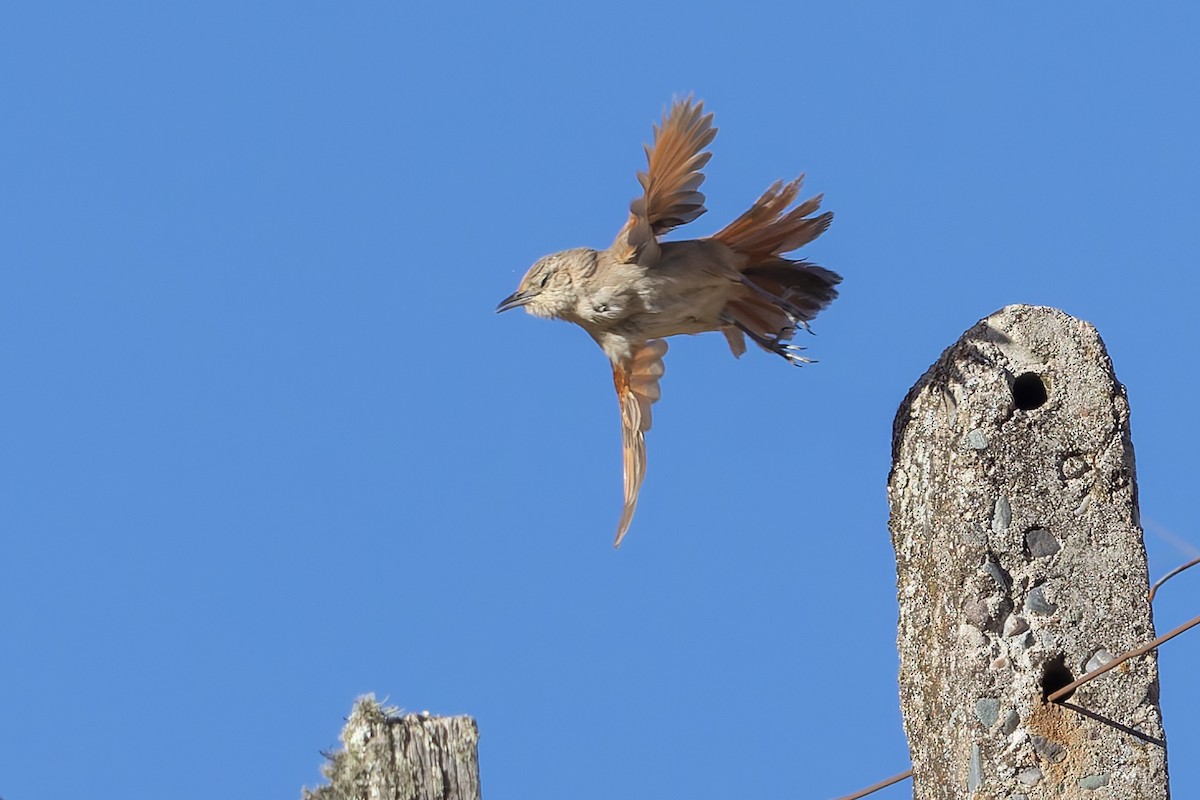 Streak-fronted Thornbird - ML646346810