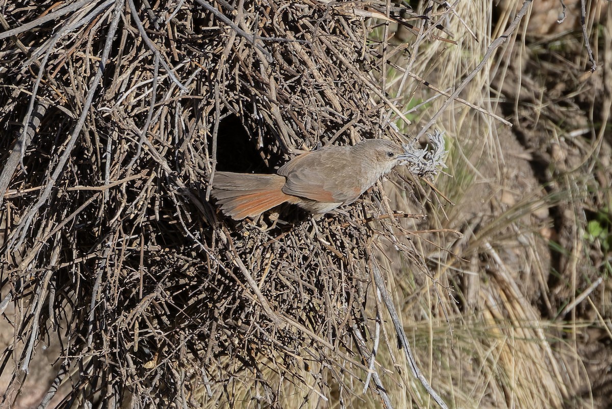 Streak-fronted Thornbird - ML646346811
