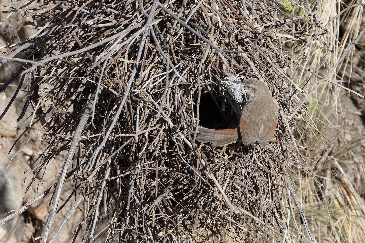 Streak-fronted Thornbird - ML646346812