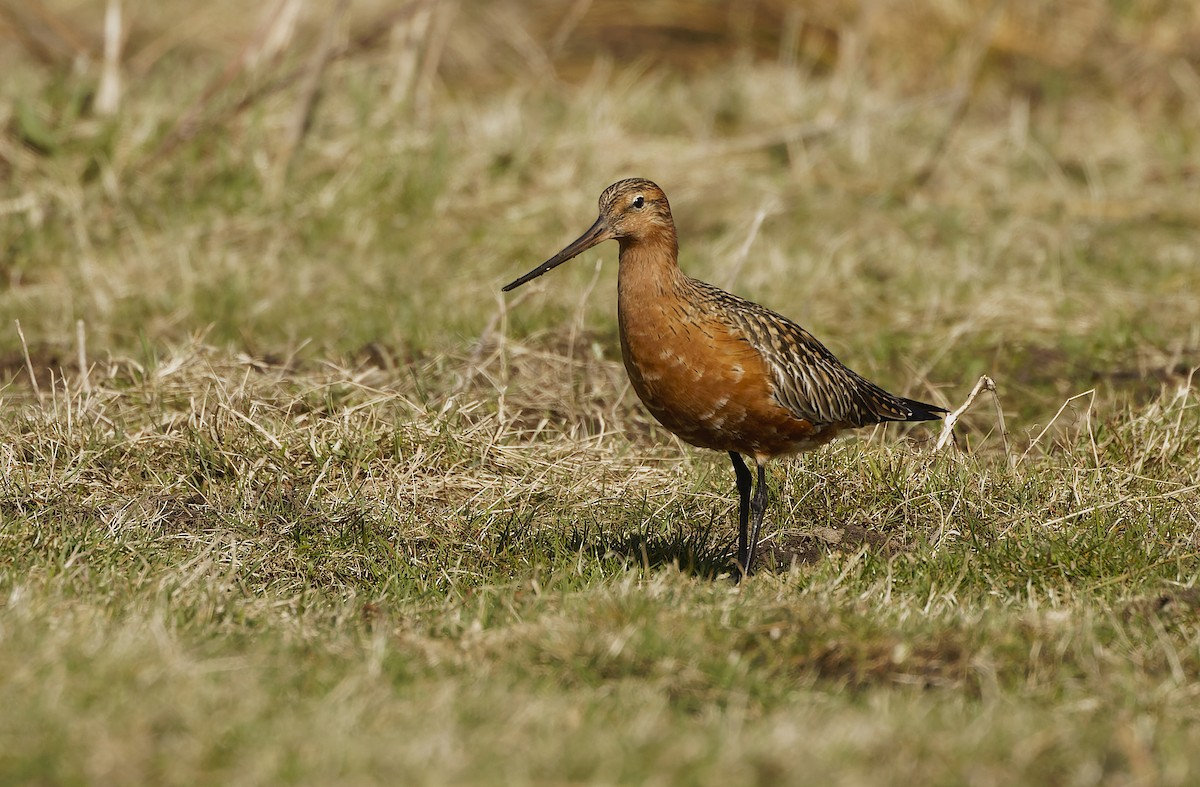Bar-tailed Godwit - ML646346813