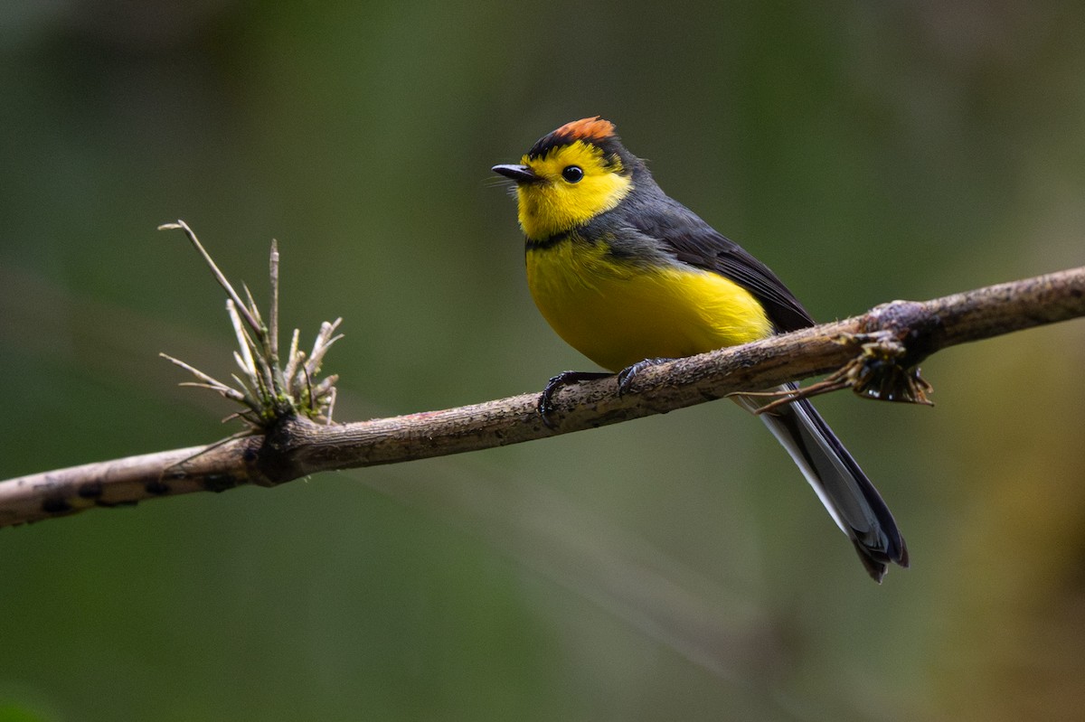 Collared Redstart - ML646346814