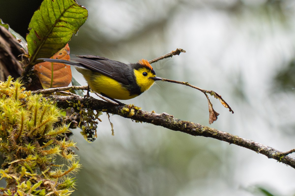 Collared Redstart - ML646346815