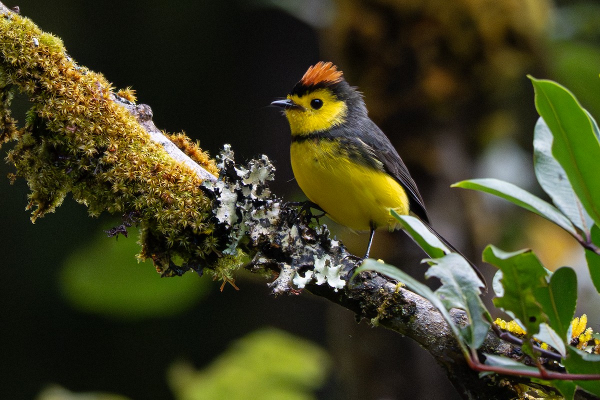 Collared Redstart - ML646346816