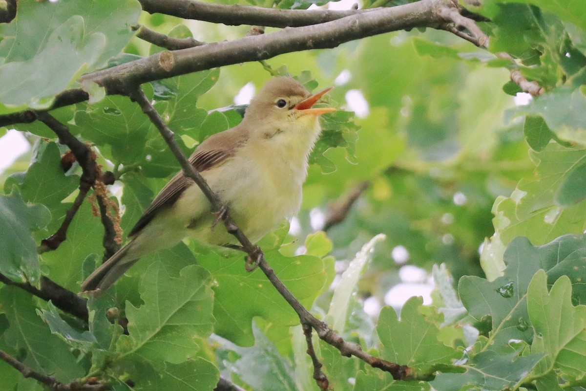 Melodious Warbler - ML646346817