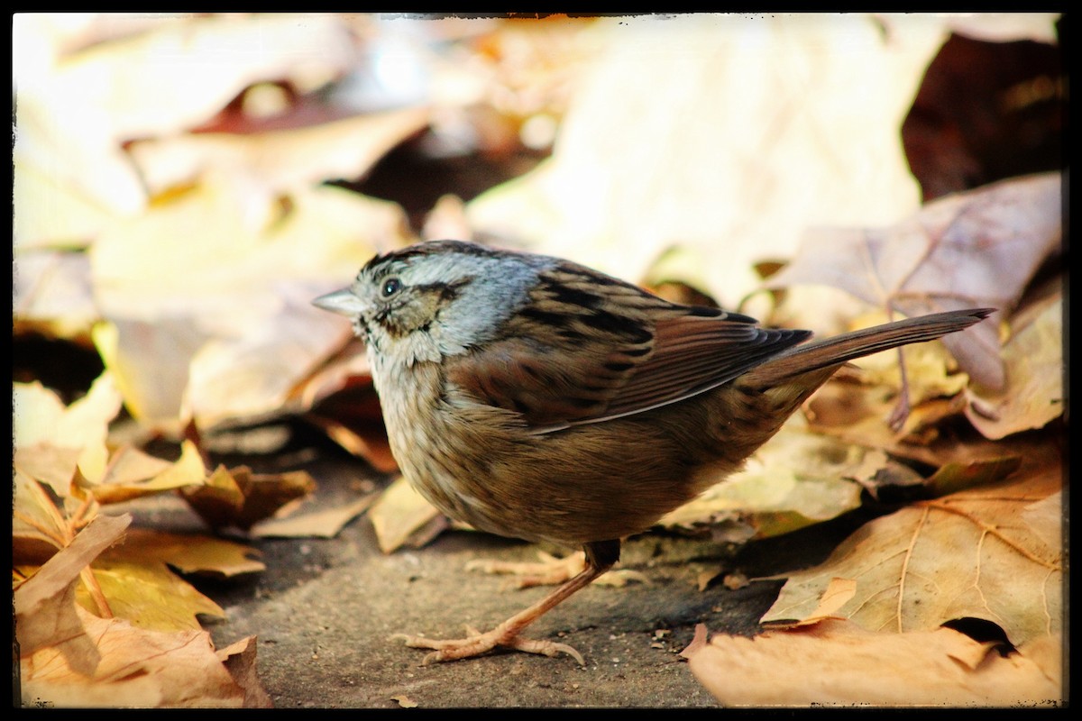 Swamp Sparrow - ML646346820