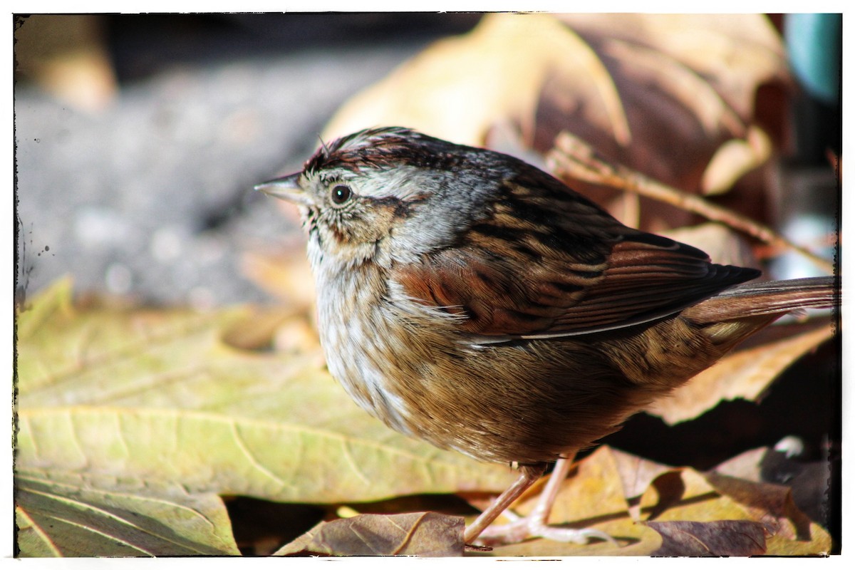 Swamp Sparrow - ML646346821