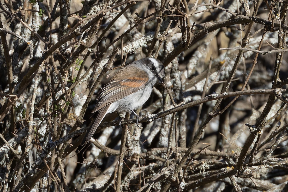 White-browed Chat-Tyrant - ML646346822