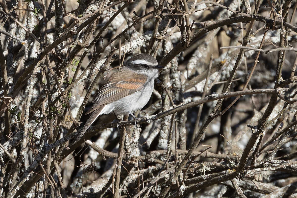 White-browed Chat-Tyrant - ML646346823