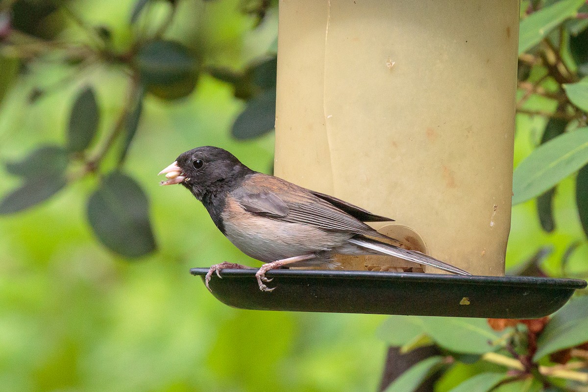 Dark-eyed Junco - ML646346824