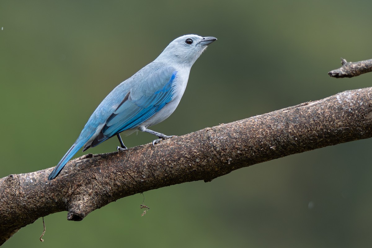 Blue-gray Tanager - ML646346828