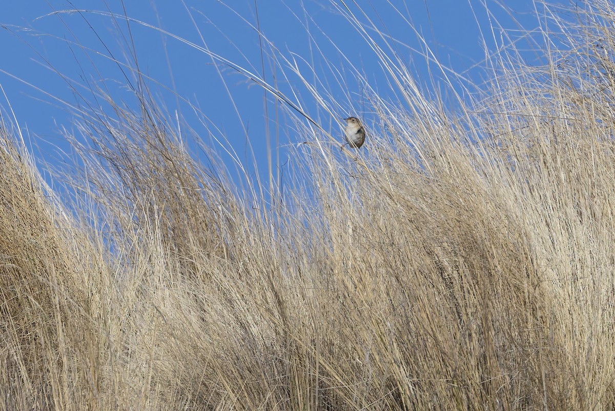 Grass Wren - ML646346829