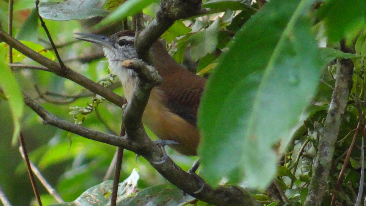 Long-billed Wren - ML646346830
