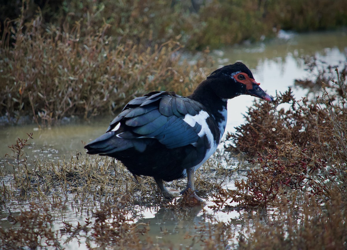 Ahate musketaduna (etxekoa) - ML646346837