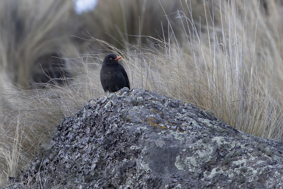 Chiguanco Thrush - ML646346838