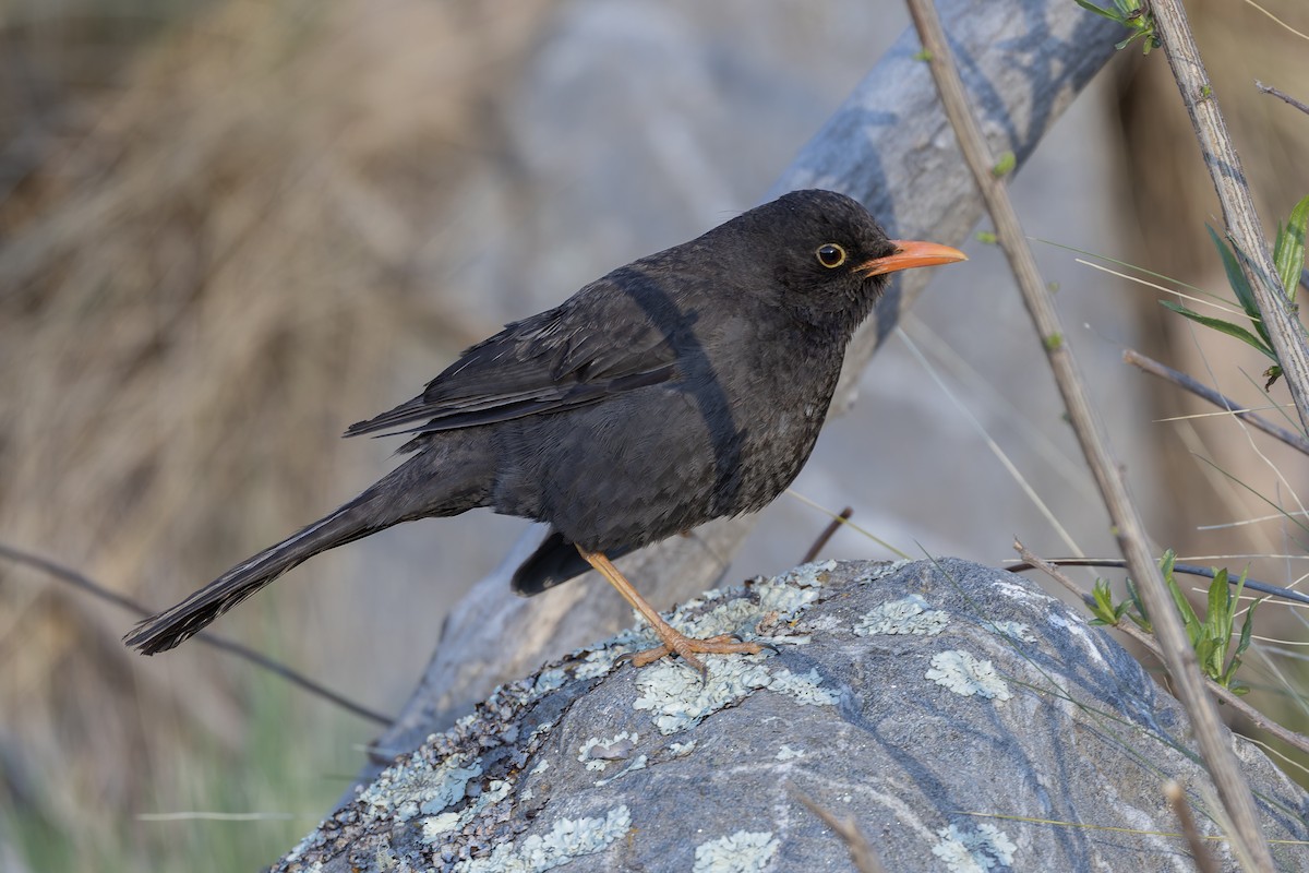 Chiguanco Thrush - ML646346839
