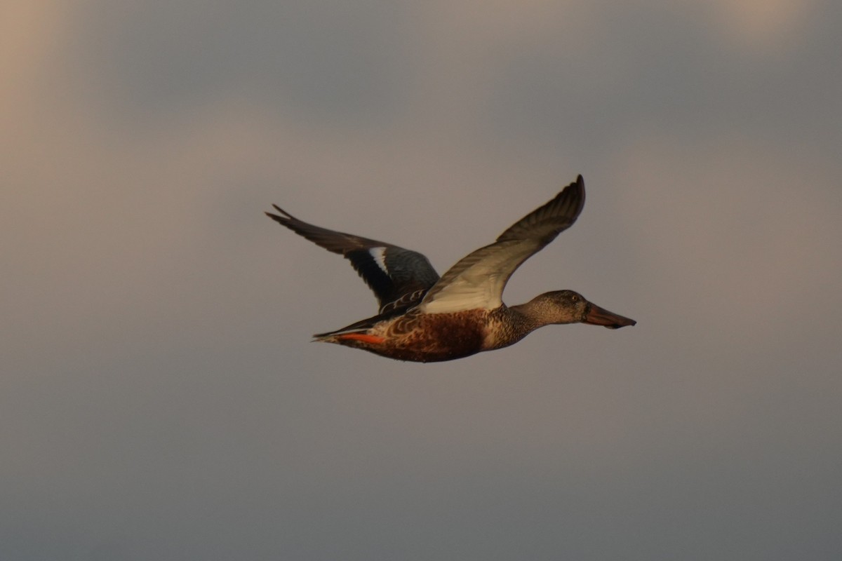 琵嘴鴨 - ML646346840