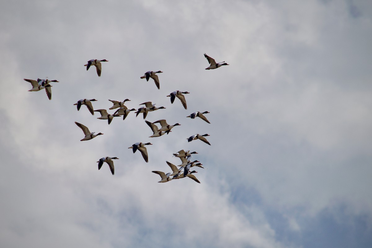 Common Shelduck - ML646346841