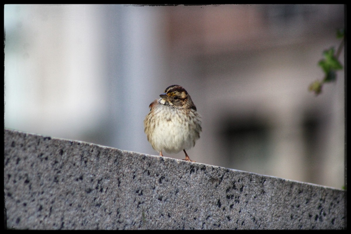White-throated Sparrow - ML646346842