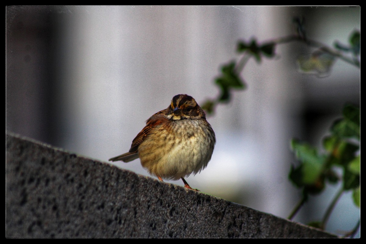 White-throated Sparrow - ML646346843