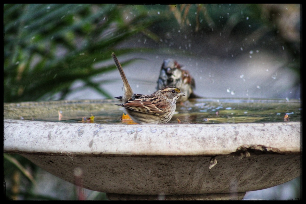 White-throated Sparrow - ML646346844