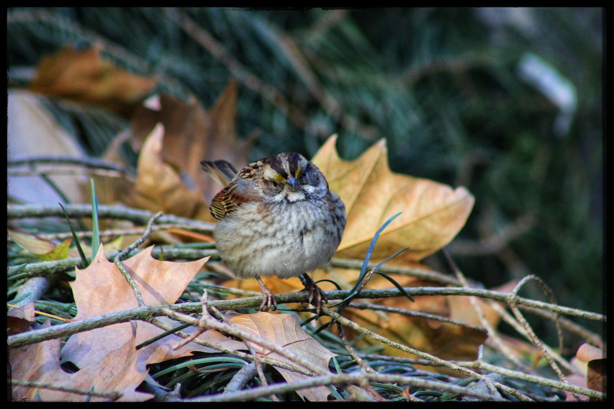 White-throated Sparrow - ML646346845