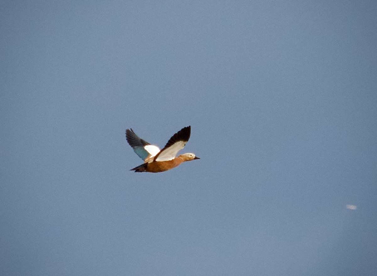Ruddy Shelduck - ML646346847