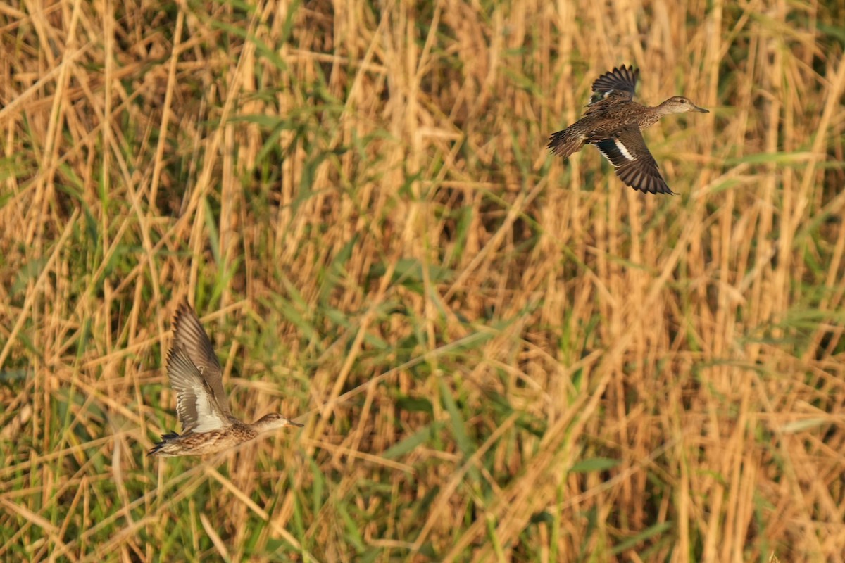 Zertzeta arrunta - ML646346854