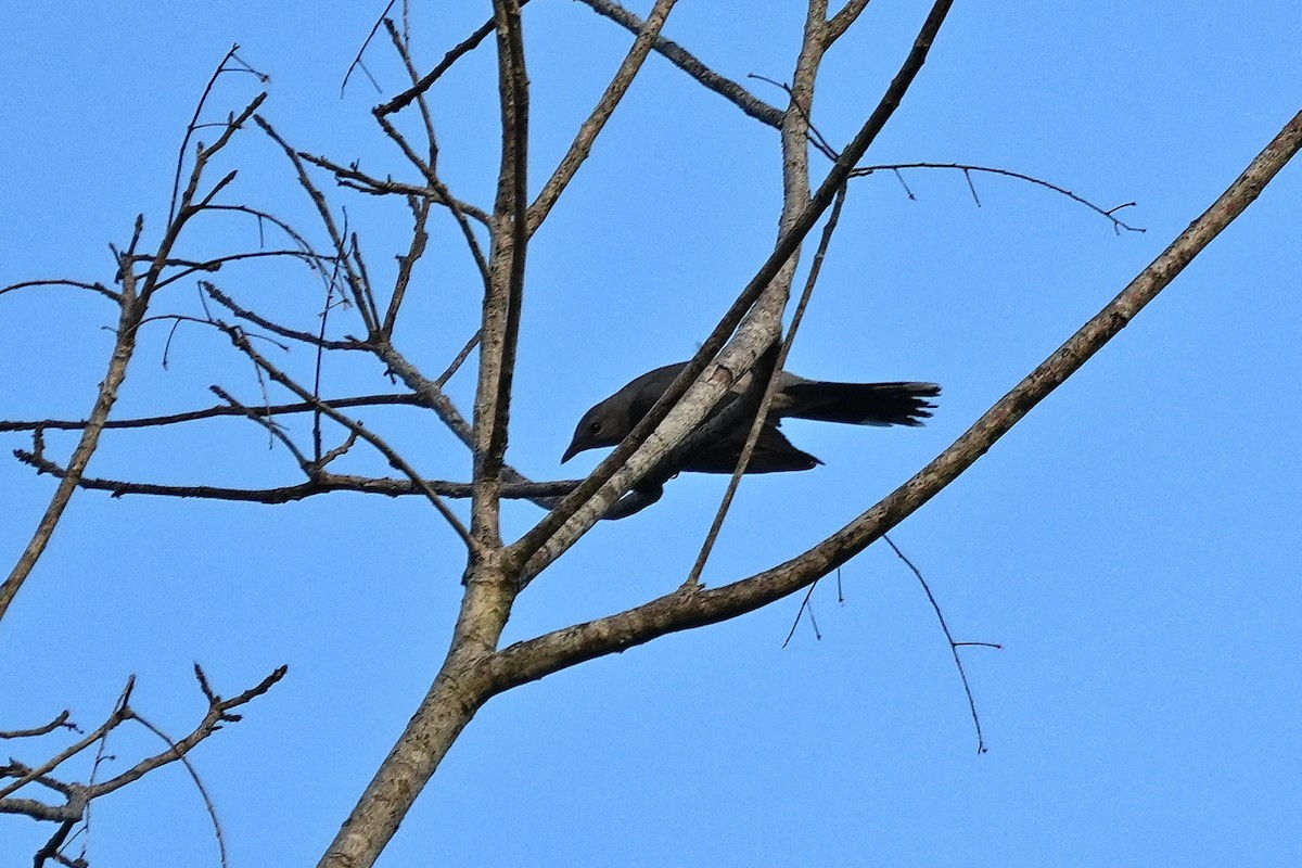 Black-winged Cuckooshrike - ML646346855