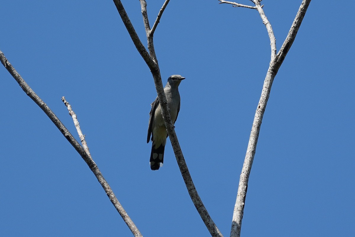 Black-winged Cuckooshrike - ML646346856